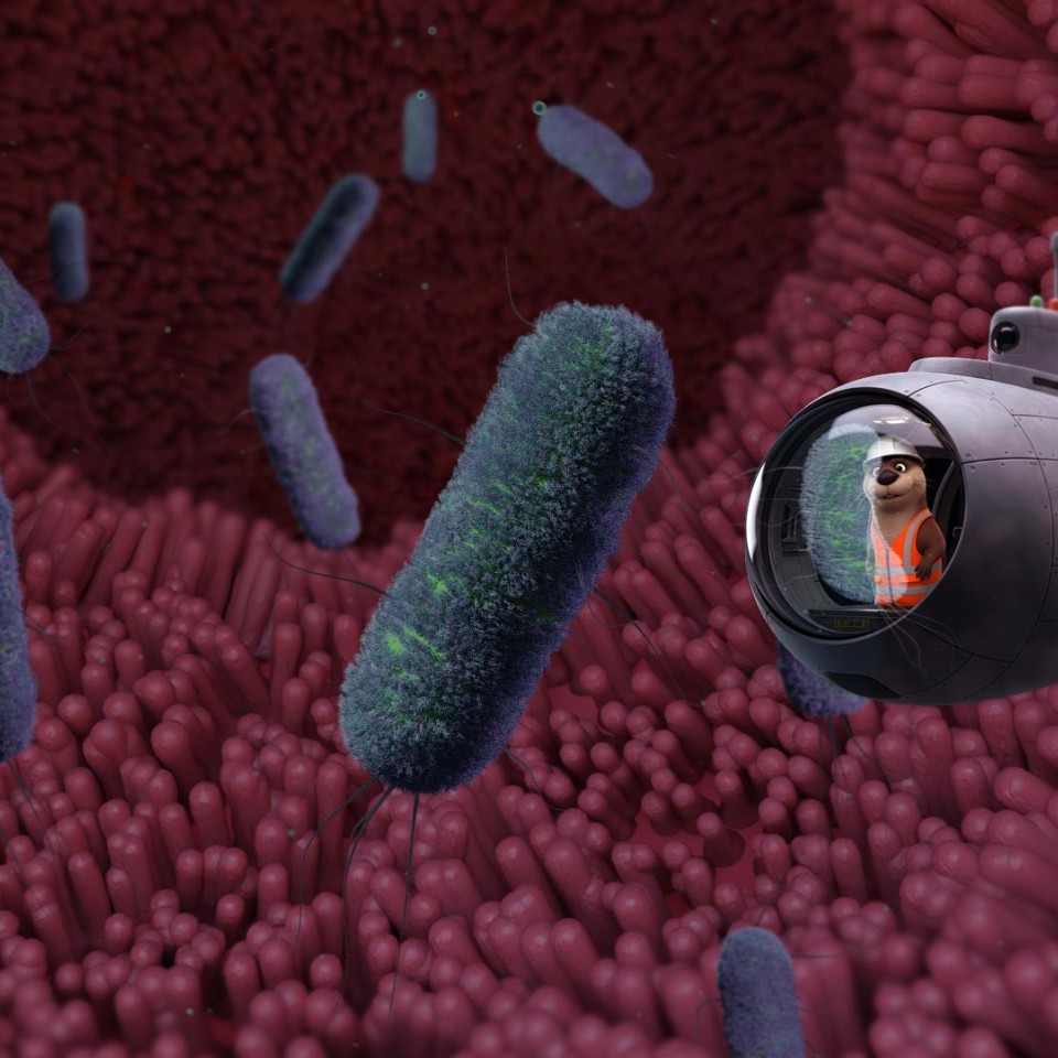 Ecoli Sub