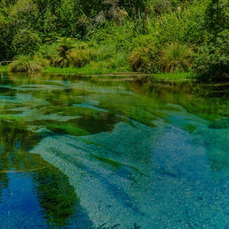 Algae in a river