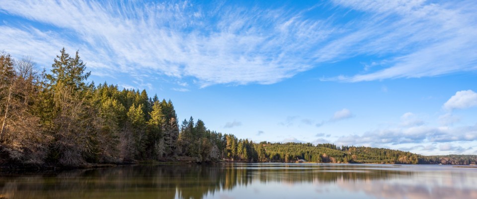 Brown Lake and Forest