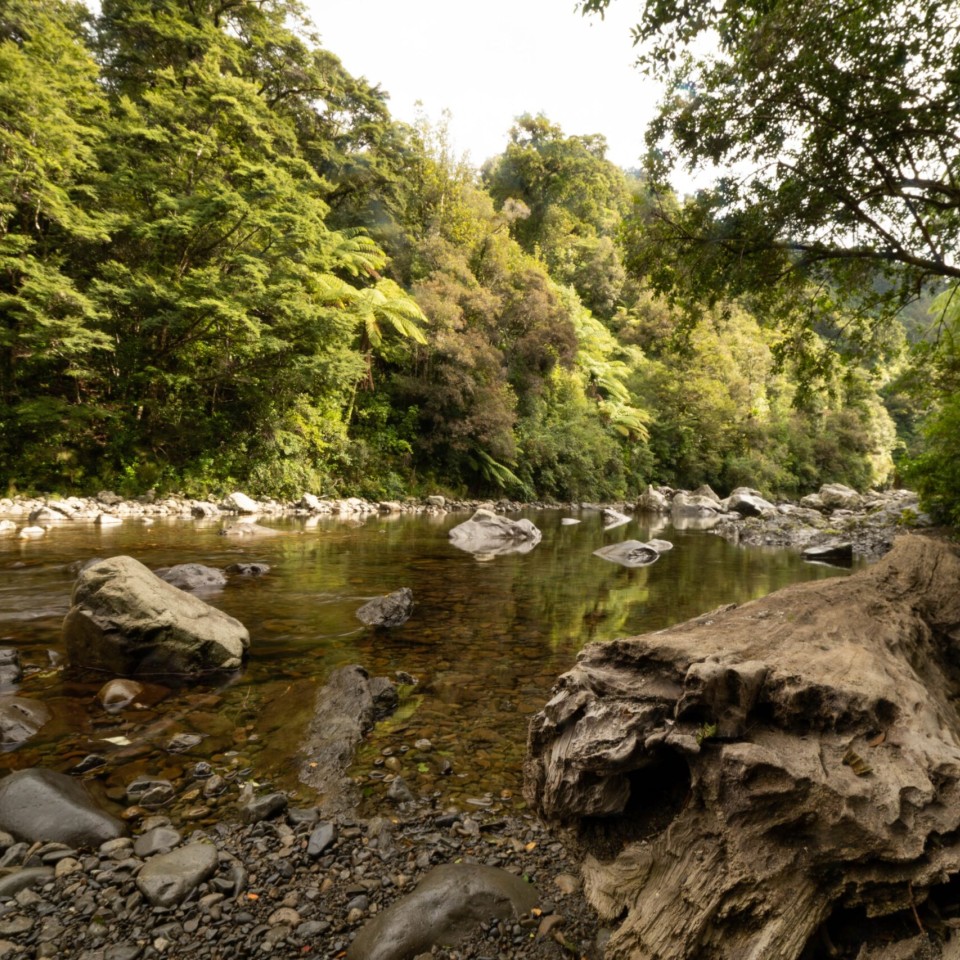 Rocky River with Trees